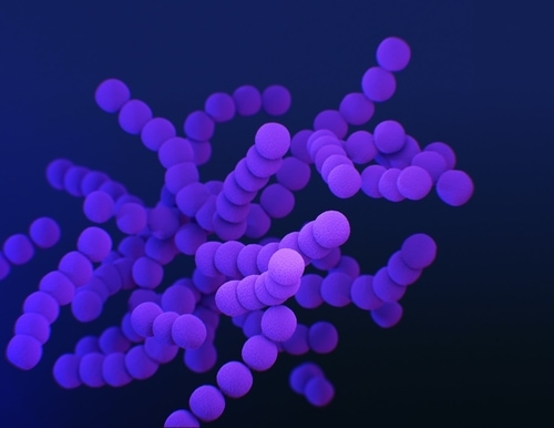 複数の紫色の連鎖球菌