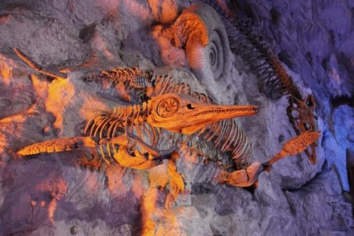 土に埋まった古代の化石たち