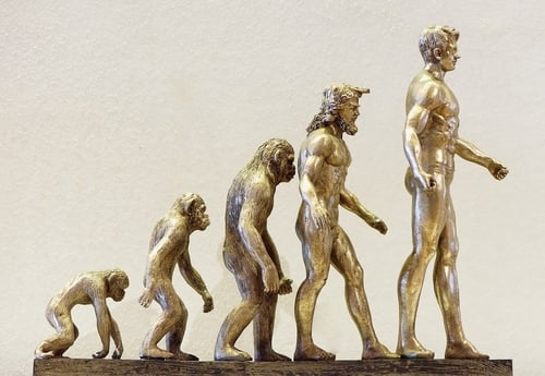 人類の猿からの進化をかたどった模型
