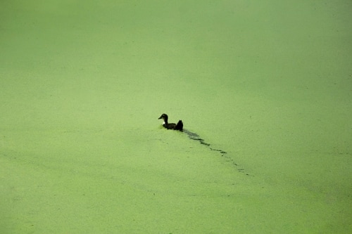 藻が埋める池を寂しげに泳ぐアヒル